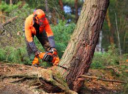 Best Root Management and Removal  in Norco, CA